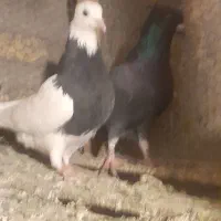 کبوتر صید
