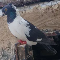 ابلغ پرستویی و کله