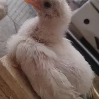 فروش جوجه یک ماهه
