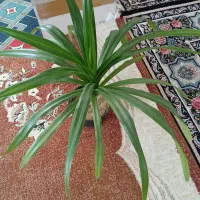 فروش گل