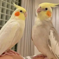 عروس هلندی واگذار میکنم