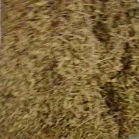 کاکوتی( از سرند رد شده)