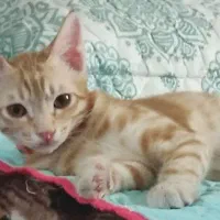 گربه dsh|گربه|ارومیه, |دیوار