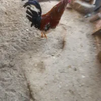 مرغ برهما|حیوانات مزرعه|مشگین شهر, |دیوار