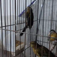 قناری زیتونی