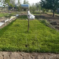 نشا|خدمات باغبانی و درختکاری|قزوین, |دیوار