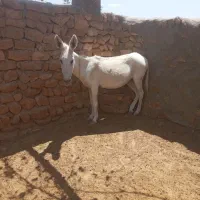 الاغ گوسفندی آرام