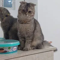 نیاز مند گربه نر نژاد دار برای مدت محدود
