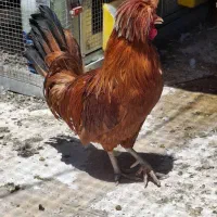 مرغ و خروس لهستانی اصل