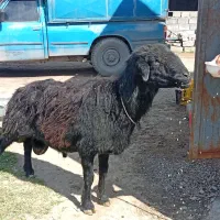 قوچ افشار 3 ساله