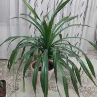 گل پانادانوس