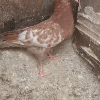 کفتر سینه ساده کلاغ