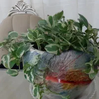 گل طبیعی پتوس ابلق