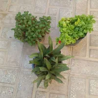 پک اقتصادی سه تایی گلها