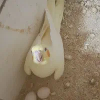 دوجفت عروس مولد
