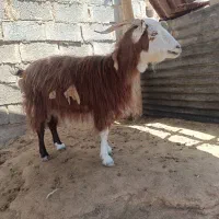 بز شیری