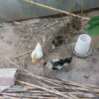 سه تا اردک