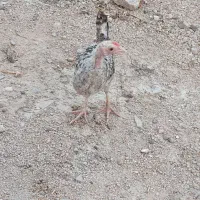 مرغ جوان فروش دونه 500