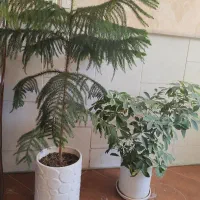 سیم کارت دائمی استان یزد و شهر طبس