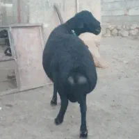 فروش یک راس شیشک قوچ قرقزل شجردار میش بره