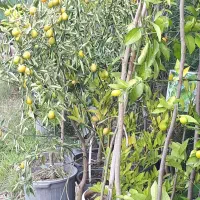 نهال و مرکبات ماندگار(گل و گیاه زینتی ،درختچه)