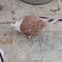 کبوتر ساده و..هوایی