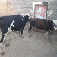 گاووگوساله نر