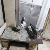 کبوتر پرشی