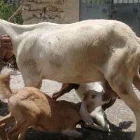 بزی هیکلی