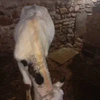 گاودوساله