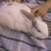 خرگوش خانگی