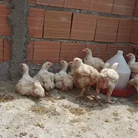 مرغ گوشتی