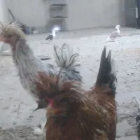 مرغ وخروس سلطان جوان