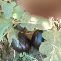 بادمجان رامهرمز