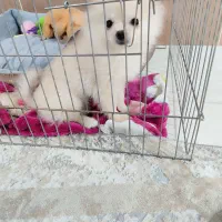 سگ پامرعروسکی