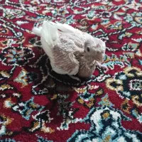 عروس هلندی آلبینو
