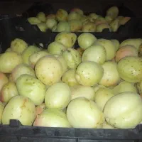 زردآلو شیرین و تازه قیمت مناسب