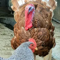 جوجه بوقلمون بوربون ده روزه