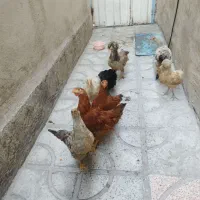 تعدادی مرغ و خروس نیمچه