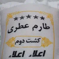 طارم عطری  کشت دوم ، طعم اصیل