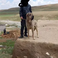 سگ پژدر توله آبی شیخ قادر وارداتی(جهت کشش)