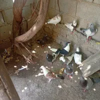 کبوتر معاوضه