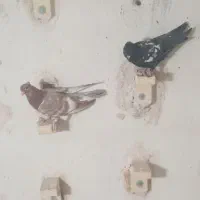 ۵عدد کبوتر