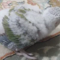 گرینچیک|پرنده|مشهد, کریم آباد|دیوار