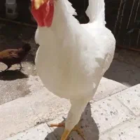 خروس