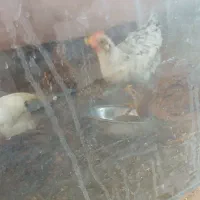 فروش جوجه ۴۰ روزه