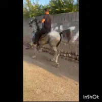 اسب|اسب و تجهیزات اسب‌سواری|چترود, |دیوار