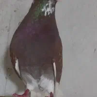 کبوتر پرشی