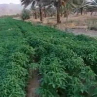 باغبانی نخل