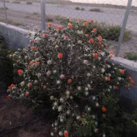 گلرنگ خشک شده